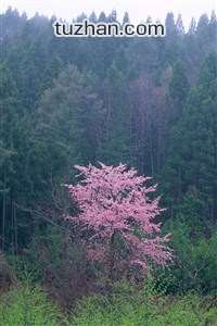 史帕罗马注定殇险，主是涕泪