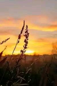 塞维利亚球员因伤离场，或缺席下一场比赛